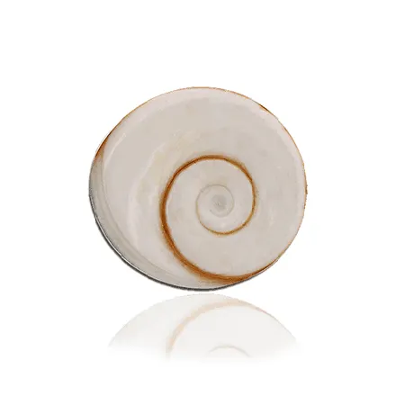 The Magic of Gomti Chakra: How It Can Change Your Life